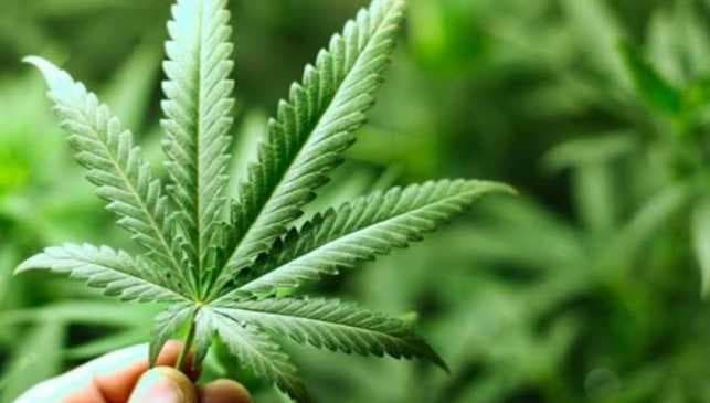 Kenevir Gibi Yararlı Bir Bitki Neden Yasak?