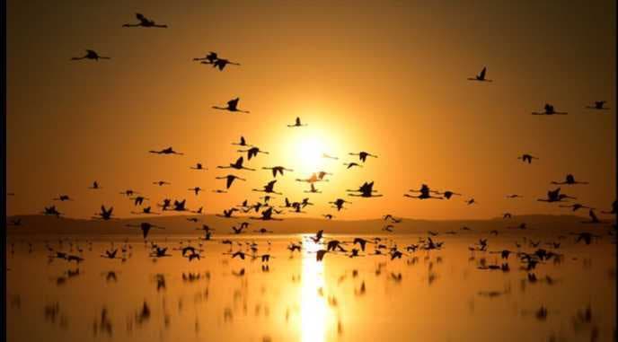 Kuşlara Bak Kuşlara