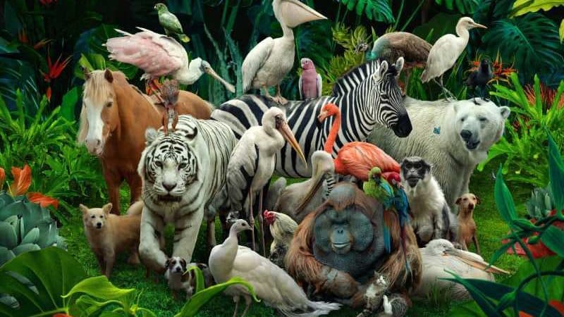 Hayvanlar ne kadar süre yaşar?