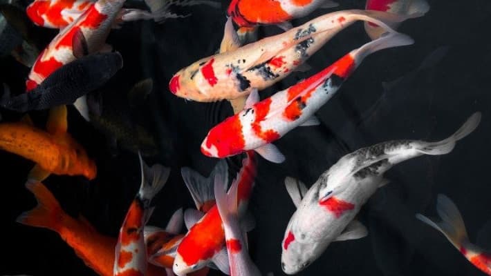 Koi Balığı Efsanesi, Azim ve Başarı Simgesi