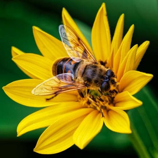 Arılar Gezegenimizi Terk Ederse Ne Olur?