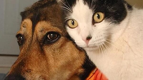 Hayvan Fobisi Nasıl Yenilir?