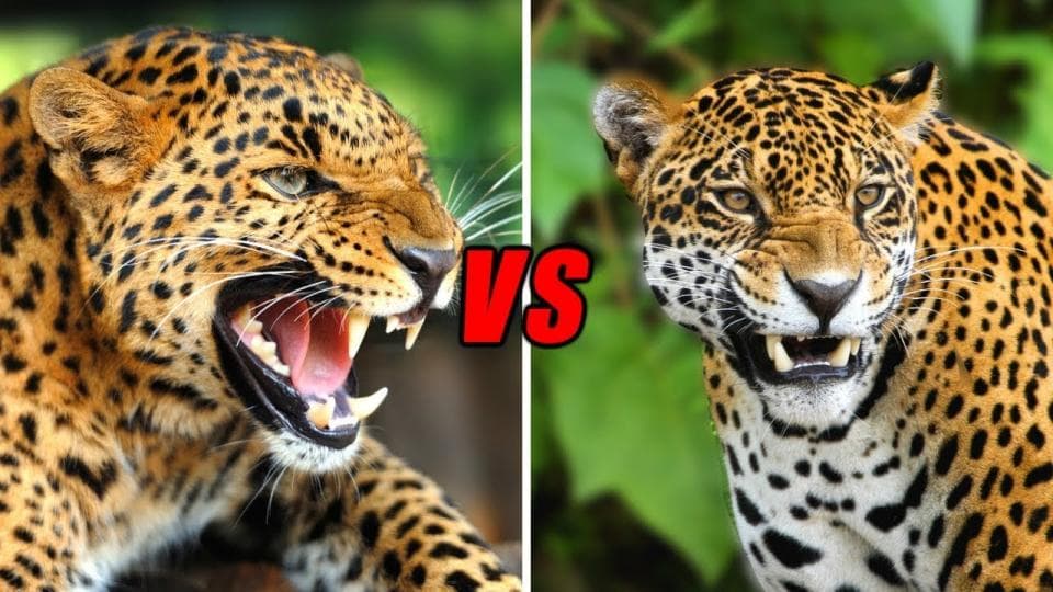 Jaguar ve Leopar Arasındaki Farklar