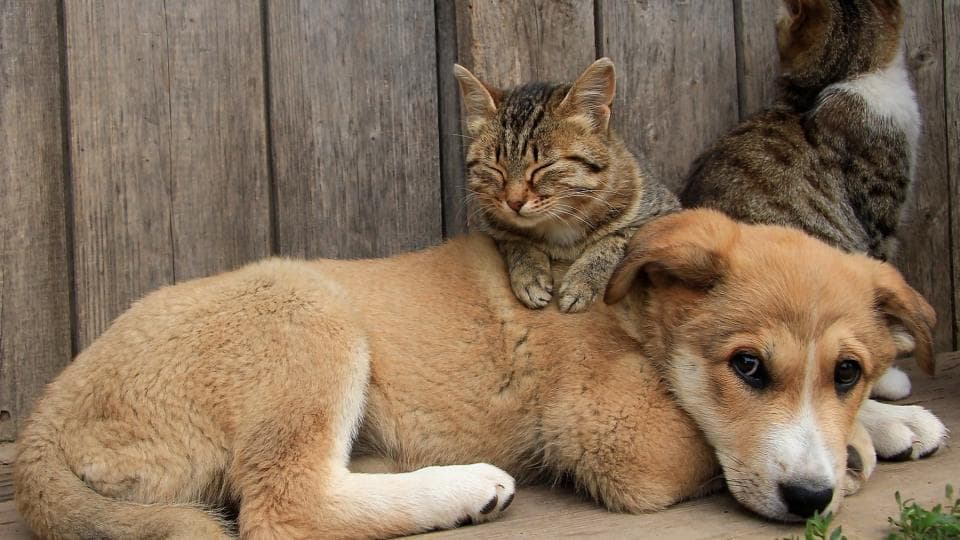 Sokak Hayvanları İçin Neler Yapabiliriz?