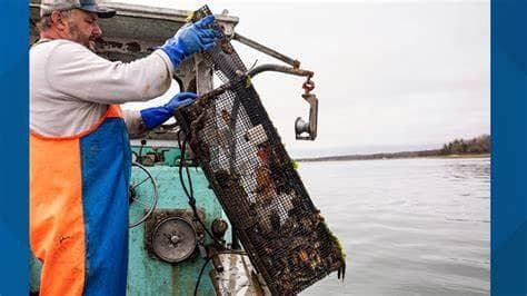 Yengeçler Viskiye Dönüşüyor!
