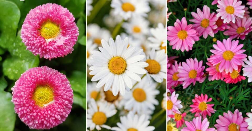 Papatyalar Hakkında Enteresan Bilgiler