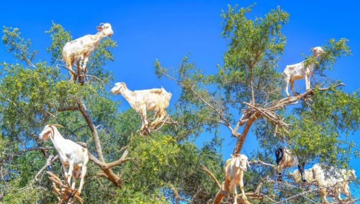 Argan ağacı ve Faslı keçiler