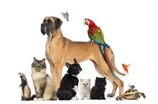 Hayvanları Severken Onlara Zarar Verdiğimizin Farkında Mıyız?