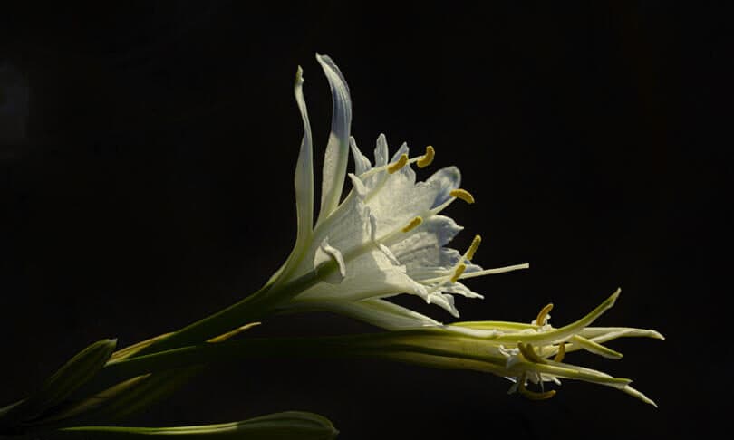 Nesli Tükenmekte Olan Bir Güzellik: Kum Zambağı ve Mitolojik Hikayesi