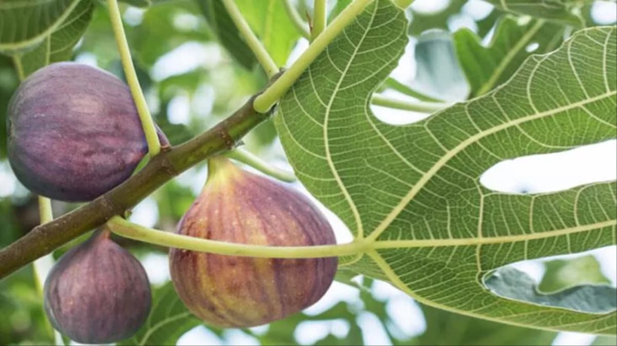 "Ocağıma İncir Ağacı Diktin'' Atasözünde Neden İncir Ağacını Seçtiler?