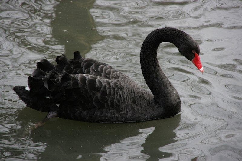 Siyah Kuğu Teorisi: Nedir ve Nasıl Kullanılır?