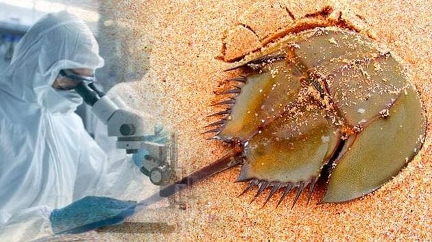 At Nalı Yengeci Kanı Milyonlarca Hayatı Nasıl Kurtarıyor?