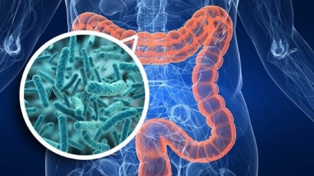 Bağırsaklarımızda 2 Kilogram Mikroorganizmanın Yaşadığını Biliyor Muydunuz?