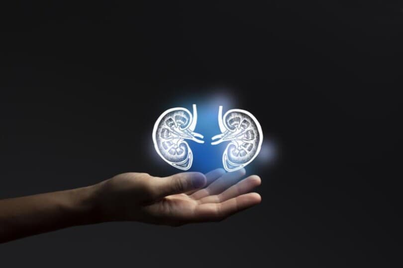 Bilim İnsanları, Nadir Kan Grubu Olan İnsanlar İçin Donör Böbreklerin Kan Grubunu Değiştirmeyi Başardı!