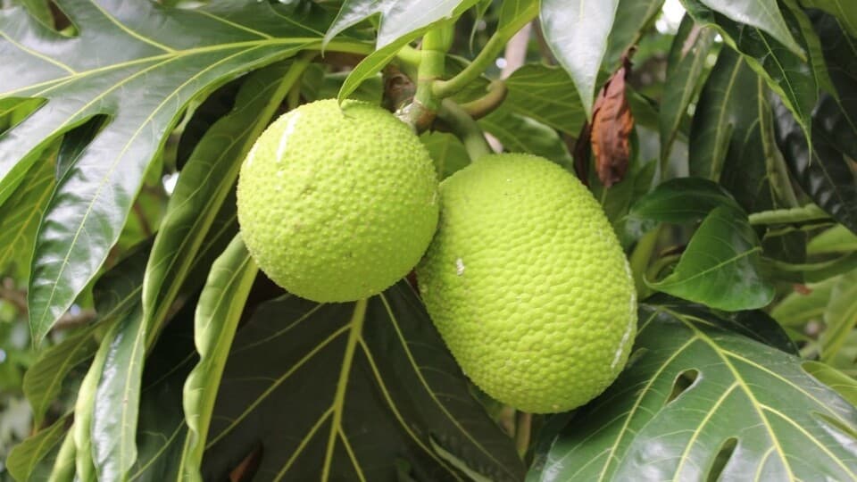 İklime Dayanıklı Ekmek Meyvesi (Breadfruit) Geleceğin Gıdası Olabilir