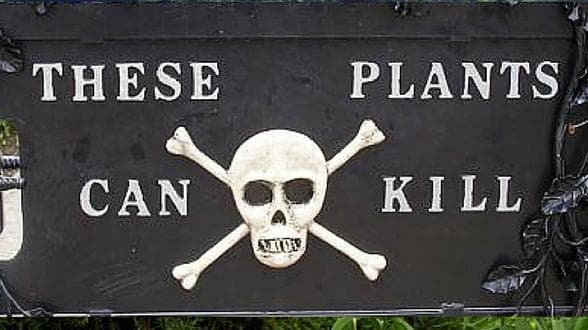 İngiltere'nin Ölümcül Bahçesi: Alnwick Poison Garden