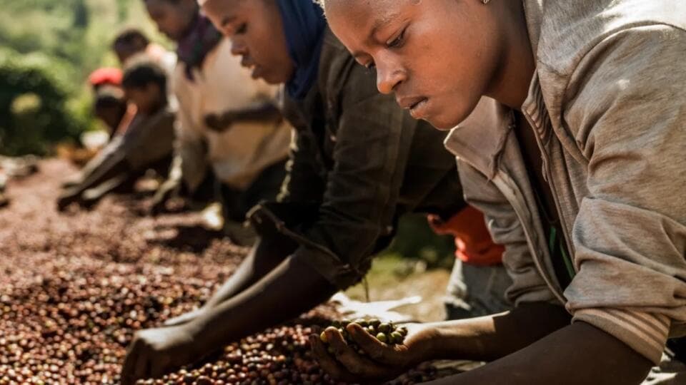 Laboratuvar Yapımı Kahve ile Afrikalı Çiftçiler İşsiz Mi Kalacak?