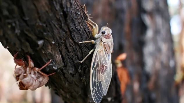 Mantarlar Tarafından Ele Geçirilen Zombi Ağustos Böcekleri