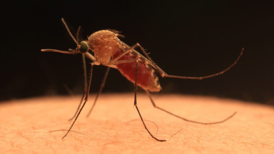 Sivrisinekler İnsanları Neye Göre Isırıyor?
