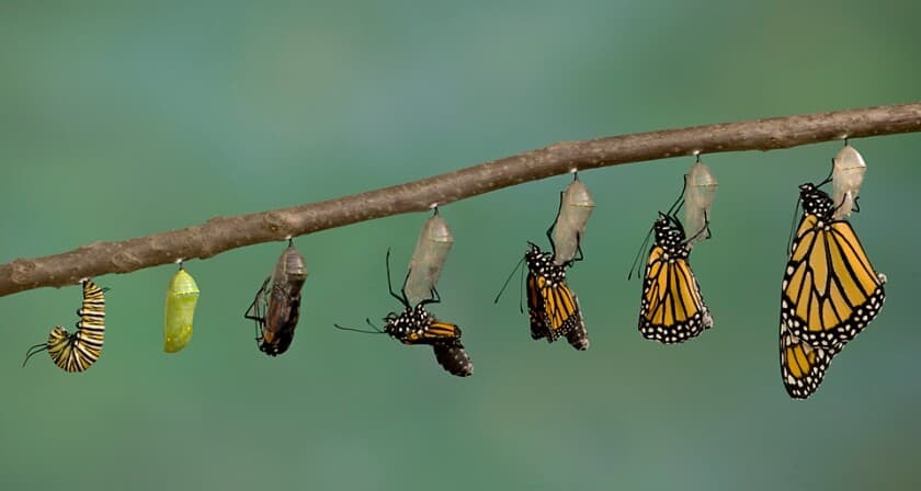 Yerden Göğe Yükseliş | Tırtıldan Kelebeğe Mucizevi Dönüşüm