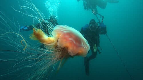 Ölümsüzlüğü Bulan Bu Hayvan Hakkında Bilim İnsanları Şaşkınlığını Gizleyemiyor