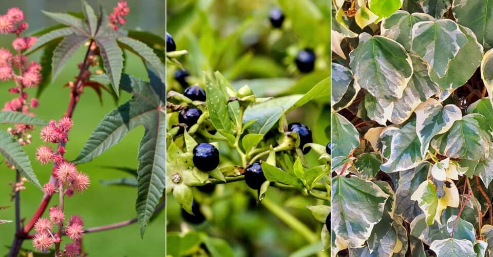 Güzel Görüntüsüyle Beraber Dünyanın En Zehirli Bitkileri