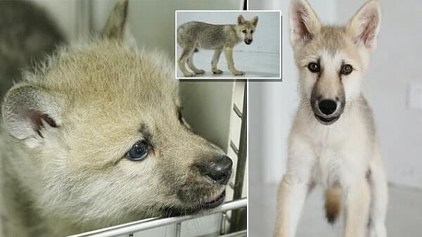 İlk Klonlaşmış Kurt ile Tanışmaya Hazır mısınız?