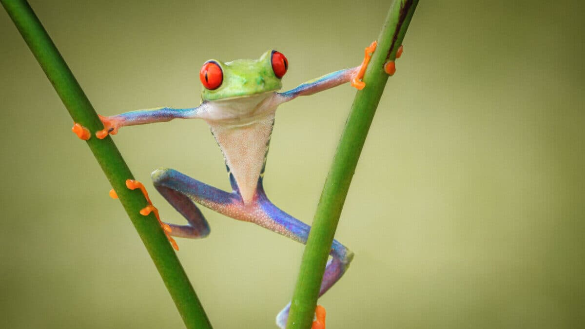 Önce Kurbağalar Kayboldu, Sonra da İnsanlar Hastalandı! Sıradan Bir Tesadüfe Benzemiyor.