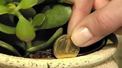 Şans Ve Refahı Evinize Kadar Getiren 9 Güçlü Bitki