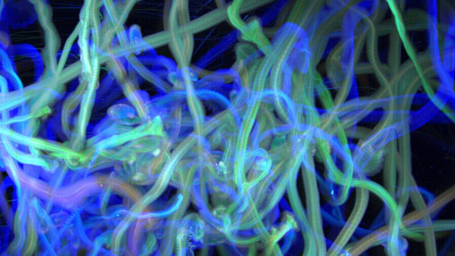 İlginç Yenilenme Sistemine Sahip | Planarya Solucanları