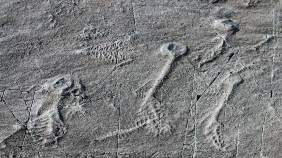 Yeni Bir Çalışma, İlk Hayvanların Kutuplarda Yaşadığını Gösteriyor!