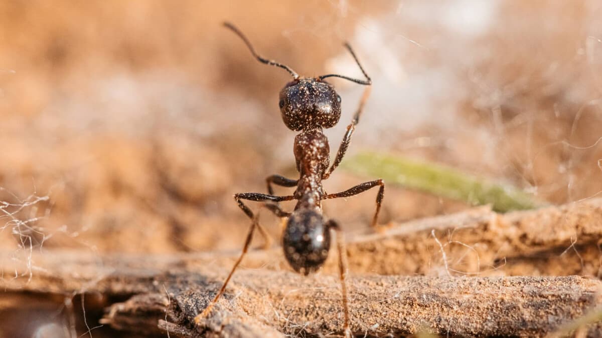 Bilim İnsanları Karıncalarla İlgili Bir Dönüm Noktası Keşfetti