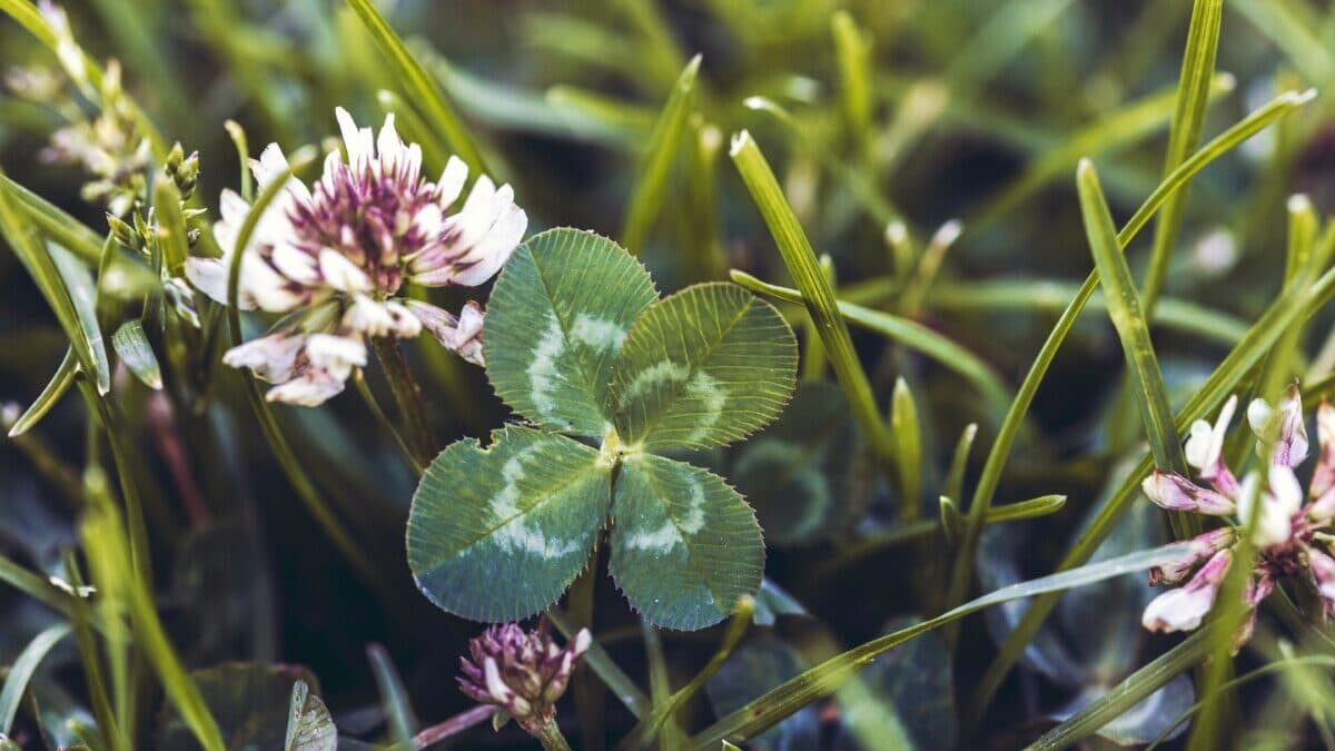 Sevginin İyileştirici, İyi Olmanın Değiştirici Gücü | Şansımız Bol Olsun