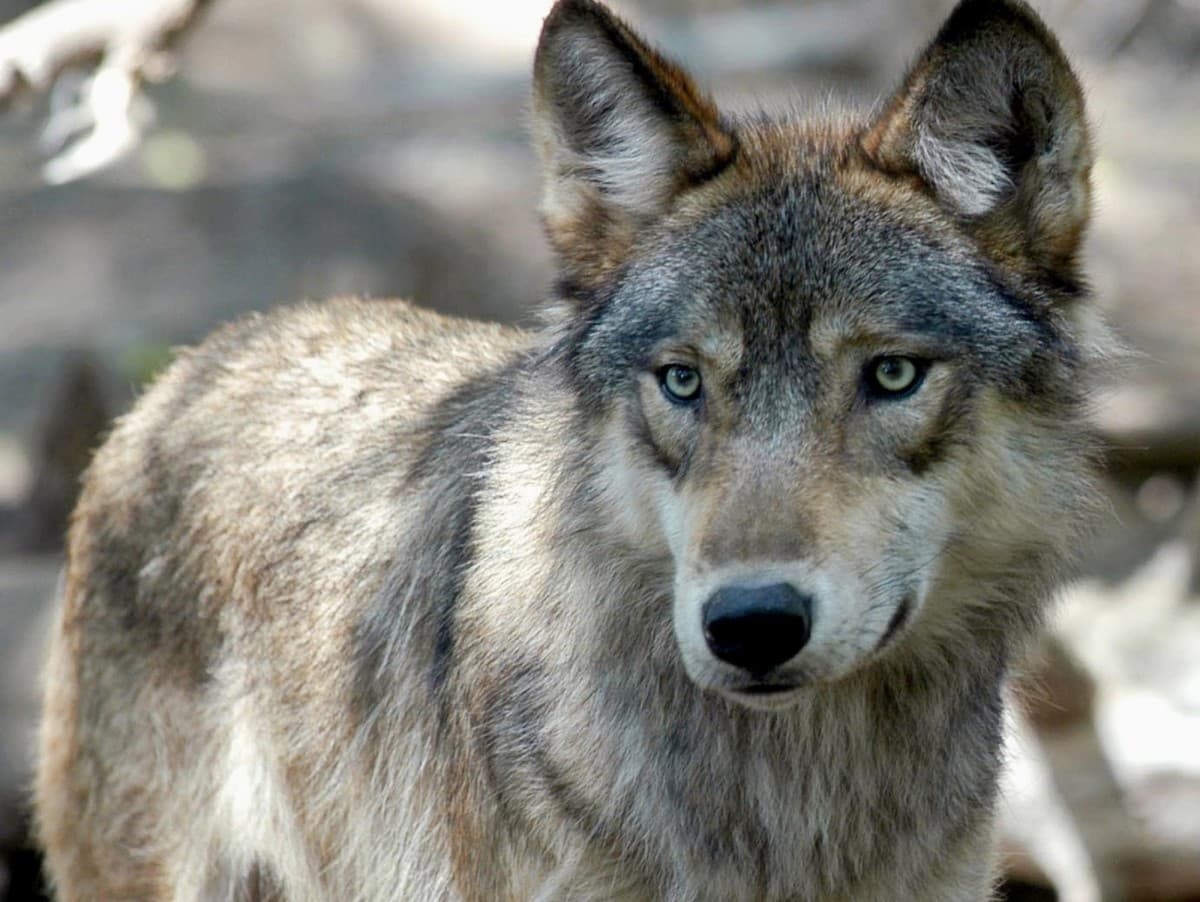 Araştırmaya Göre Çernobil'deki Kurtlar Kansere karşı Direnç Geliştirmiş Olabilir